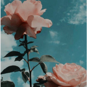 Meet your Posher, Judith